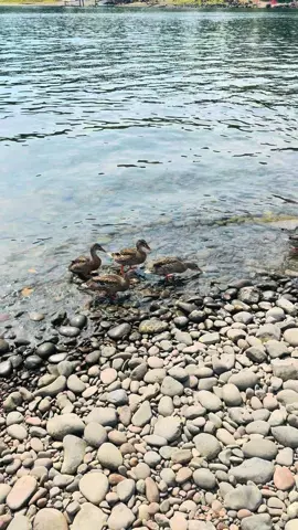 #rio#oregon#lostemerarios🎶🎵💓 #fyp #paratiiiiiiii 