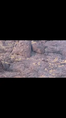 البساط احمدي 🌷