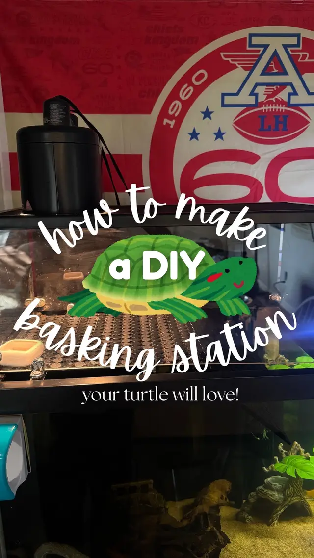 One of THE COOLEST Reptiles to Own: My red eared slider loves this DIY basking station we made for her that allows her to bask while using 0 swimmable space!! SMARTER NOT HARDER PETKEEPERS 💅🏼💅🏼💚💚🐸🍃🌱🐢 #reptiles, #coolpets, #petcare, #AnimalFacts, #turtle  *diy turtle, turtle tank, aquarium, aquatics, fish, fish tank, fishtok, fishkeepers, aquascaping, pets, pet tok, tanks, water, reptiles, red eared sliders, turtles*