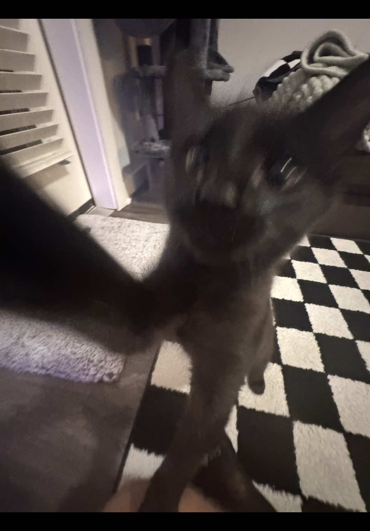 Ciggy eliminates the laser beam and feasts after a successful hunt  #cat #fyp