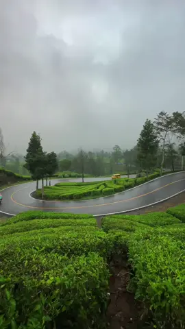sejuk dan adem #pemandanganindah #puncakbogor #jalanpuncak #kebunteh #ciwday 