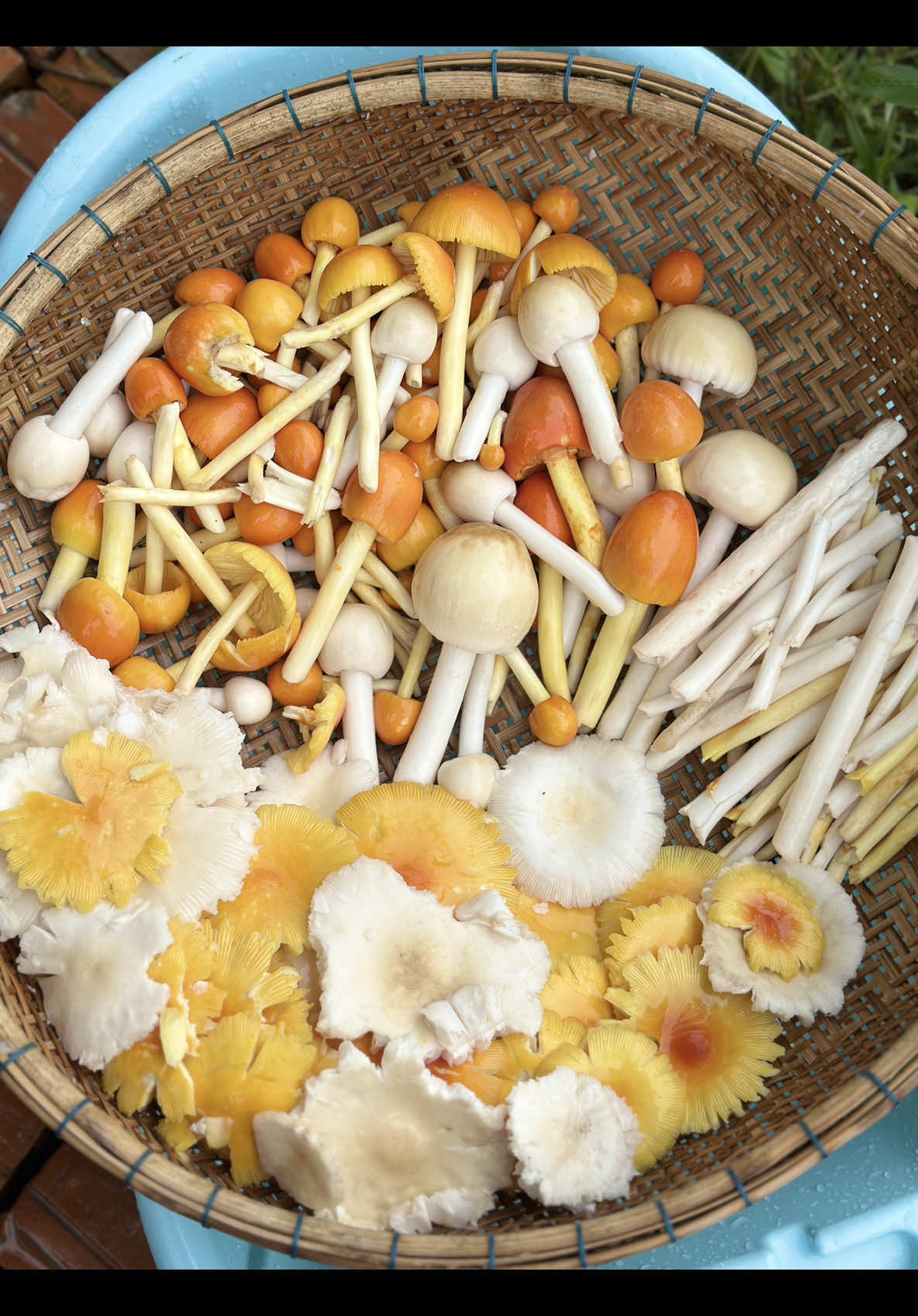 ព្រឹកនេះទៅដកតាំងពីម៉ោង៦😂🤧🍄🍄🍄‍🟫 #ផ្សិតក្ងោក #ផ្សិតក្រៀល 🍄🍄‍🟫🥰#ជីវិតស្រុកស្រែ #ស្រុកស្រែ #កូនចាបមាស 