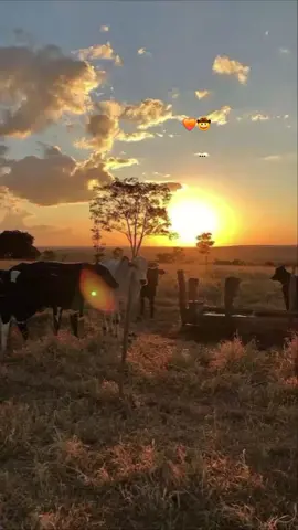 #amorranchero #🐂🤠♥️💦 #🐂🤠🐂 #🤠♥♥ #🤠♥♥ 