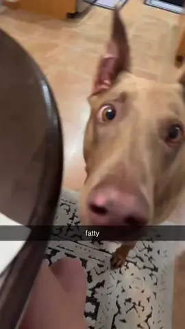 #tiktokscenestealercontest #dog #dog#funny #dobie 