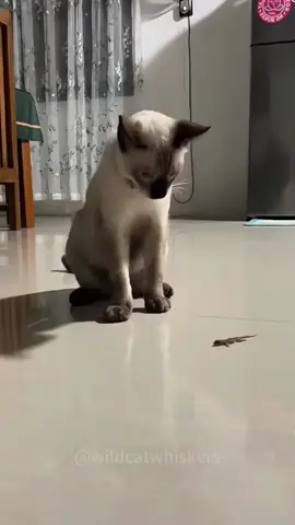 so funny!!!#cats #cute #funnycat #funny #funnyvideos