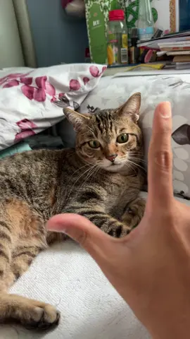 No Love was found... #cat #Love #trend #tabbycat #fyp