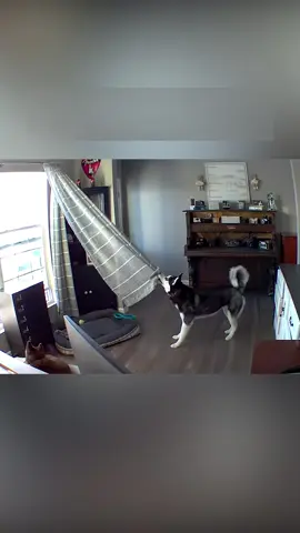 The surveillance camera filmed the dog doing bad things.#funnyanimals #petlover #cutedog #viral #foryou 
