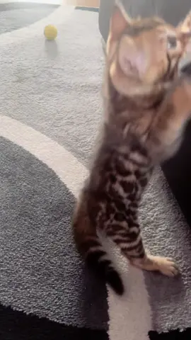 Crazy in love with you!! 😻 #bengalsembrace #kitten #bengalkitten #kittenlove #kittens 