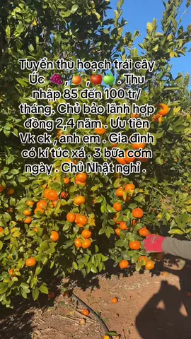 Thu hoạch Úc đến mùa vụ nên cần công nhân sang lao động . #nông #nôngnghiệp #úc #việclàm #laodongphothong 