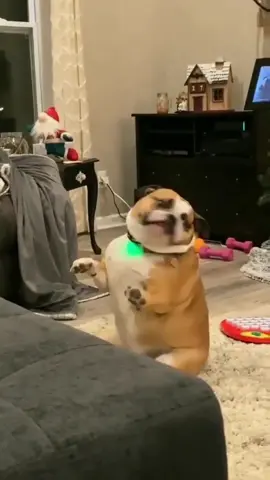 dog with rhythm, haha #funny #funnyvideos #animals #dog #dogdacing #pet #foryou #viarl #haha #fyp