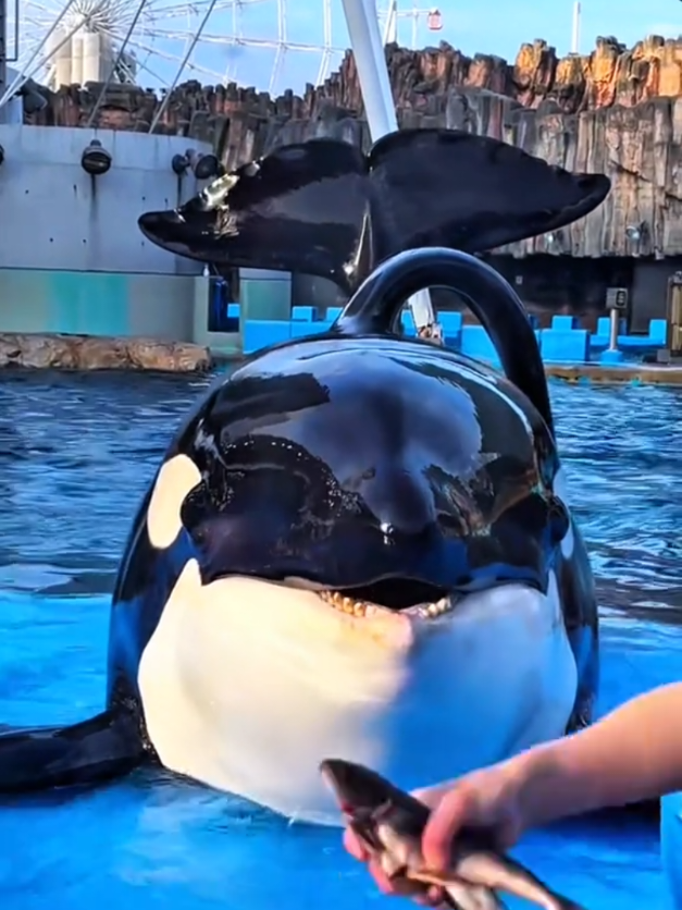 #dolphin_show🐬 #dolphin_show🐬 #dolphin_show🐬 #dolphin_show🐬 #dolphin_show🐬 #dolphin_show🐬 #dolphin_show🐬 #dolphin_show🐬 