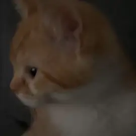 eres como el café sin azúcar #parati #catsoftiktok #michis 