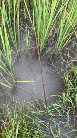 អរគុណសម្រាប់ការចូលចិត្តvideo☺️🙏❤️ #tiktok #នាទីធ្លាក់like💔🙃 