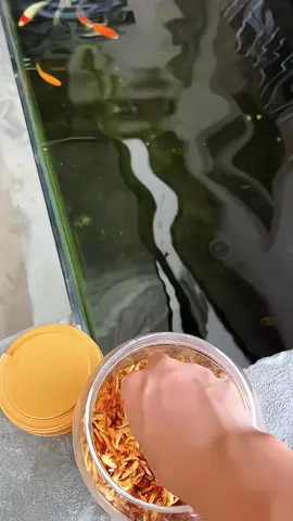 Tôm đỏ sấy khô Antarctic Krill #thuysinh #thuysinhngoaitroi #tomdosaykho #tomdosaykhobessn 