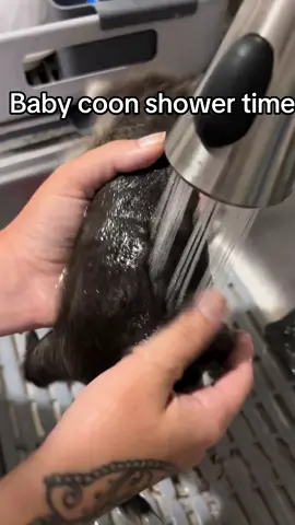 Let’s wash this smelly raccoon #animalsoftiktok #PetsOfTikTok #pets #cute 