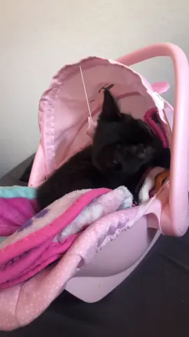 My daughter pretending that’s her baby 😆 . No kitties are ever harmed !! #fypシ #blackcat #playtime #kitten #kitty 