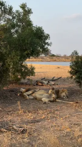 While the dominant males have been busy clashing and settling scores, the Kambulas have chosen a quieter approach. At the moment they are spending their time up in Buffelshoek, soaking in golden sunsets and keeping out of the chaos. Sometimes patience and distance are just as powerful as brute strength as the Mantimahles might soon have something to worry about. Cr armand_otto #lionlover #saveanimals justiceforolobor justiceforlorkulup justiceforoloisiadu #followers➕ #fyp #viral 