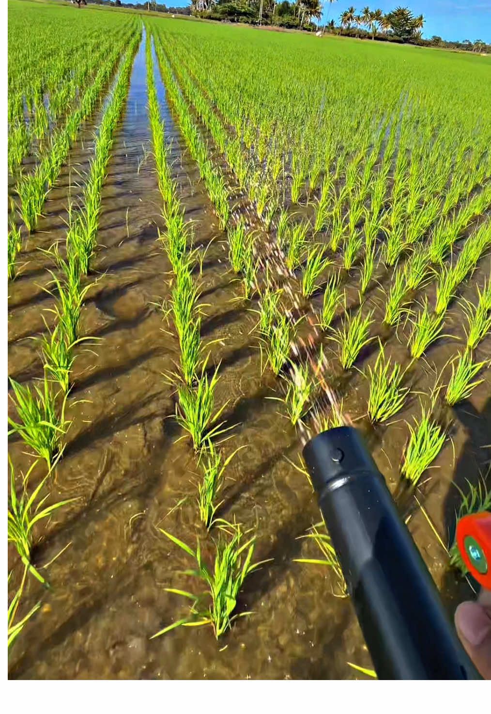 Mainan baru dari @CK - Cakra  alat untuk mupuk🔥#petaniindonesia🇮🇩🇮🇩🇮🇩🌿🌿 #petanipadi #petani #petanimuda #petanimilenial 