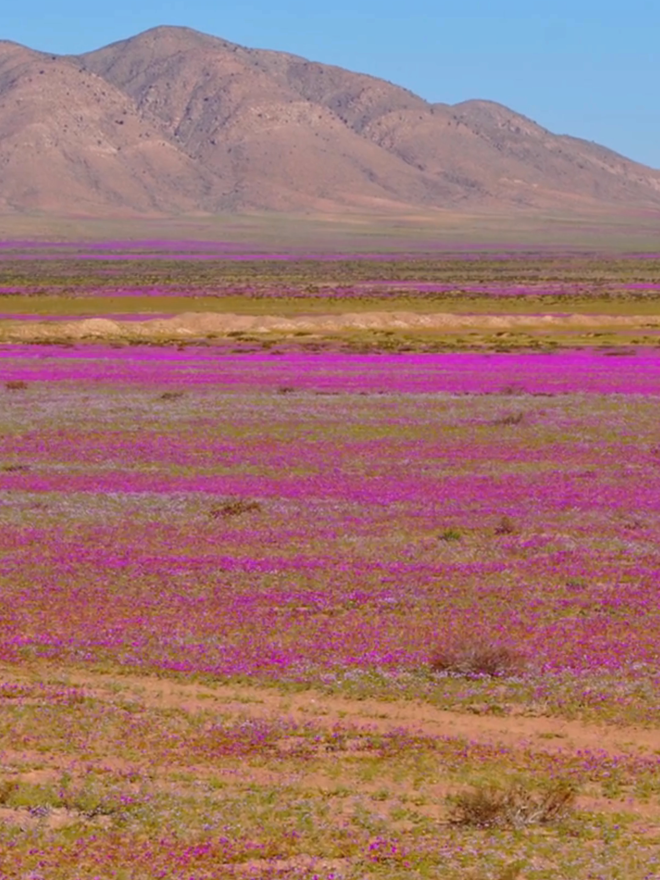 Um deserto que vira jardim após raras chuvas! #DesertoFlorido #Chile #Natureza #Viagem #Mundo #Turismo #Explorar #Curiosidades #saltopelomundo #fyou #fyp #fypツ #ShortsViral #atacama #deserto