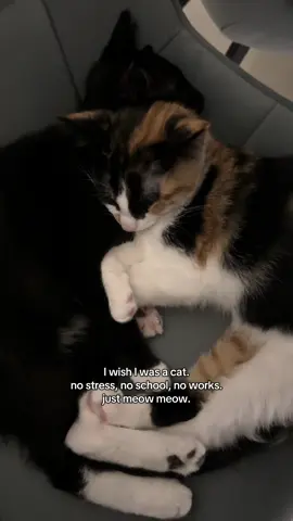#bondedpair #calicocat #tuxedocat #sleepycat 