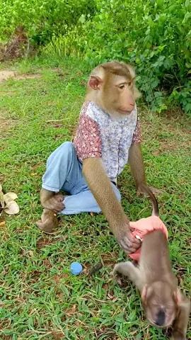 SokYaa Monkey Family's TENDER Care for Baby Monkeys - INCREDIBLE PARENTING!