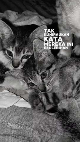 #diujungjalan #liriklagu #kucing 