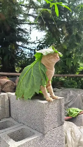 today#fyp #kitten #cat 