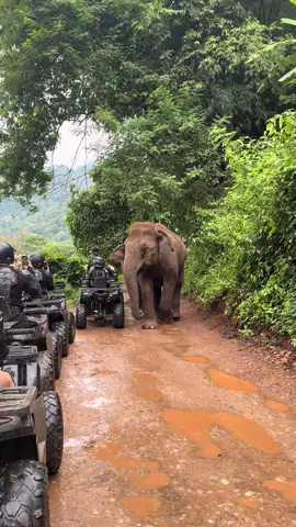 เป็นการขี่ ATV ที่ดีที่สุด วิวสวยมากกก!!!! 💕 #bullardtheadventure #atv #เชียงใหม่ #ขี่atvเชียงใหม่ #แม่แตง 