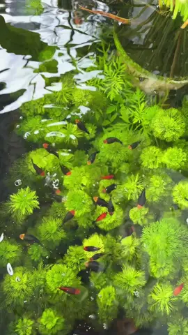 Vì sao bạn chưa trồng được cây tiểu bảo tháp#nuoicathuysinh#tieubaothap