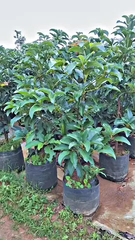 bibit alpukat siap tanam jenis Miki aligator pluwang kendil ketinggian 1,5 up harga terjangkau bibit berkualitas  pemesanan via WhatsApp 085868335097 #ibrahimbibit #petaniindonesia🇮🇩🇮🇩🇮🇩🌿🌿 #petanimuda #foryourpage #xyzbca 
