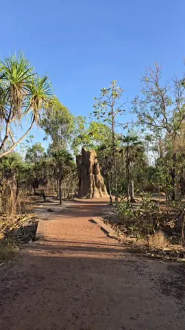 The 2nd Mound thats at the Magnetic Termite Mound stop at the Litchfield National Park #NorthernTerritory #litchfieldnationalpark #termitemound #Australianbush #australia 