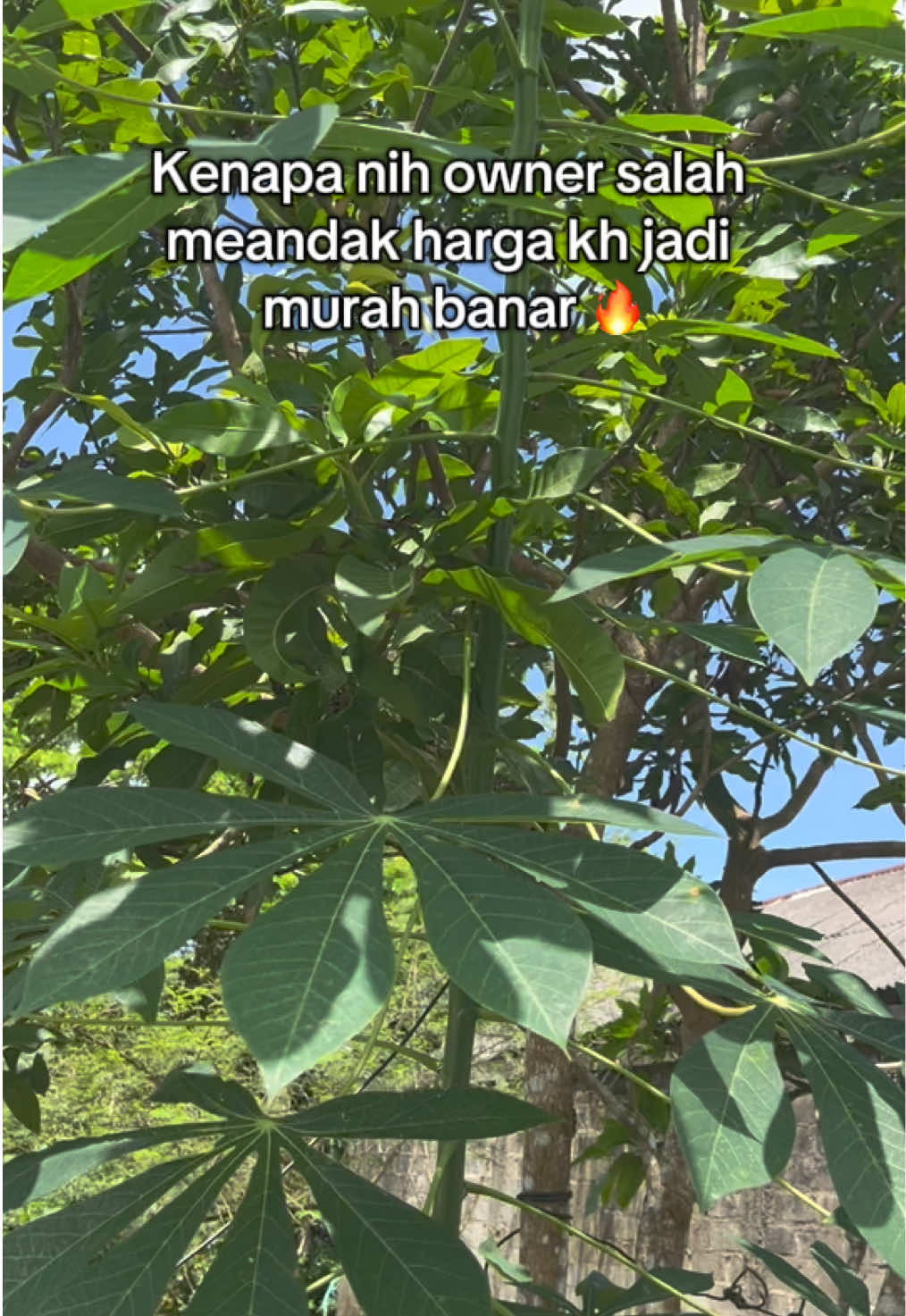 Semakin hari semakin menyala aja 😍🔥 #syahilacare #syahilacareofficial 