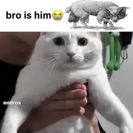 nooo😭😭 #cat #meme #wolf 