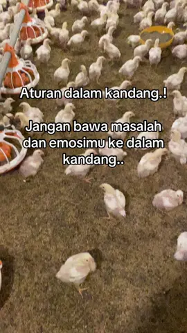 Betul gk kira” #ayambroilerhits #pppppppppppppppp #fyp #viral 