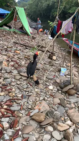 Sesuatu yang tidak terduga burung enggang ikut serta dalam kegiatan kemping,yg di mana dia menghampiri dan menampakan diri di depan rombongan kami,yg tengah berada di hutan Lindung sungai Kalimantan👍🏻🙌🏻#borneo #kalimantan #kapuashulu#serawakmalaysia 