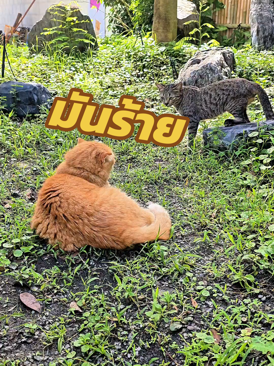 ของรัก ของผม #chillcatcafe #playwithcatcafe #คาเฟ่แมว #แมว #ทาสแมว 