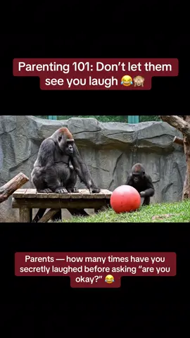 Every parent knows the rule: never let them see you laugh!  🦍😂  Young gorilla pushes a big ball, trips, and faceplants… dad laughs but quickly hides his face. (Video made with AI assistance) #Gorilla #ParentingHumor #DadTok #MomTok #ParentTok #Zoo #AnimalHumor #RelatableAF #parentingfails 
