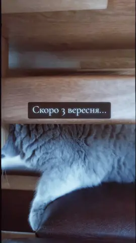 #3вересня #alexkoteniaka #гумор #котик 