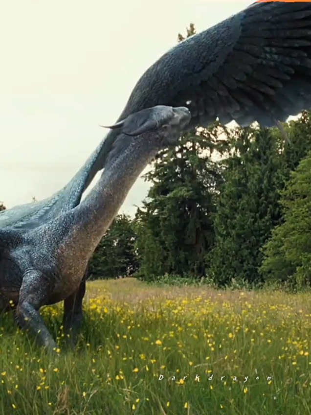 Драконы и виверны #dragons #wyvern #saphira #smaug #drogon 