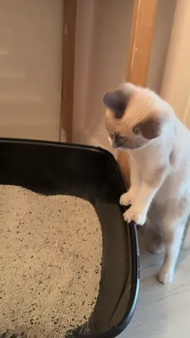 Mon humain est à mon service ! 👑#cat #catlover #viral #humour #chat 