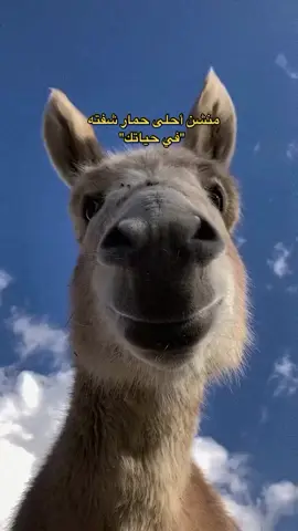 #الشعب_الصيني_ماله_حل😂😂 