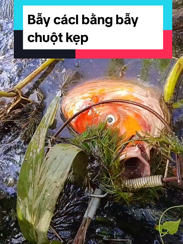 câu cá bằng bẫy chuột kẹp #xuhuong 