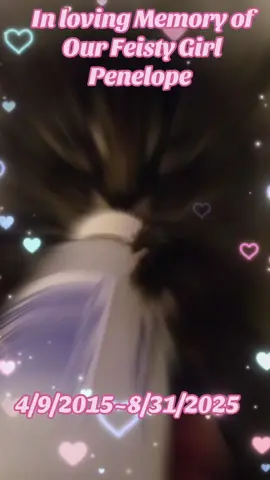 #petlossgrief#rainbowbridge🌈 🐾