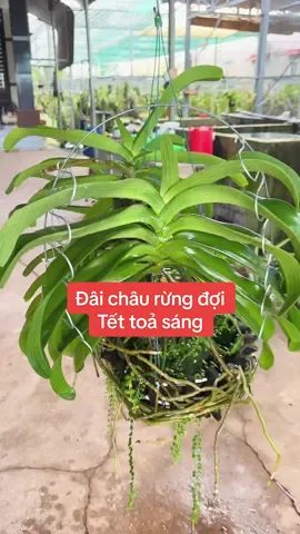Đai châu rừng #@Vuon_Lan_Cuong_Loan #VuonLanCuongLoan #LanĐộtBiến #VườnLan #LanRừng #ChămLan                 