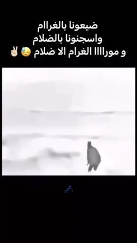 #تبوك #الدخل #مالي_خلق_احط_هاشتاقات🧢 #fyp #السعب_الصيني_ماله_حل😂😂😂 