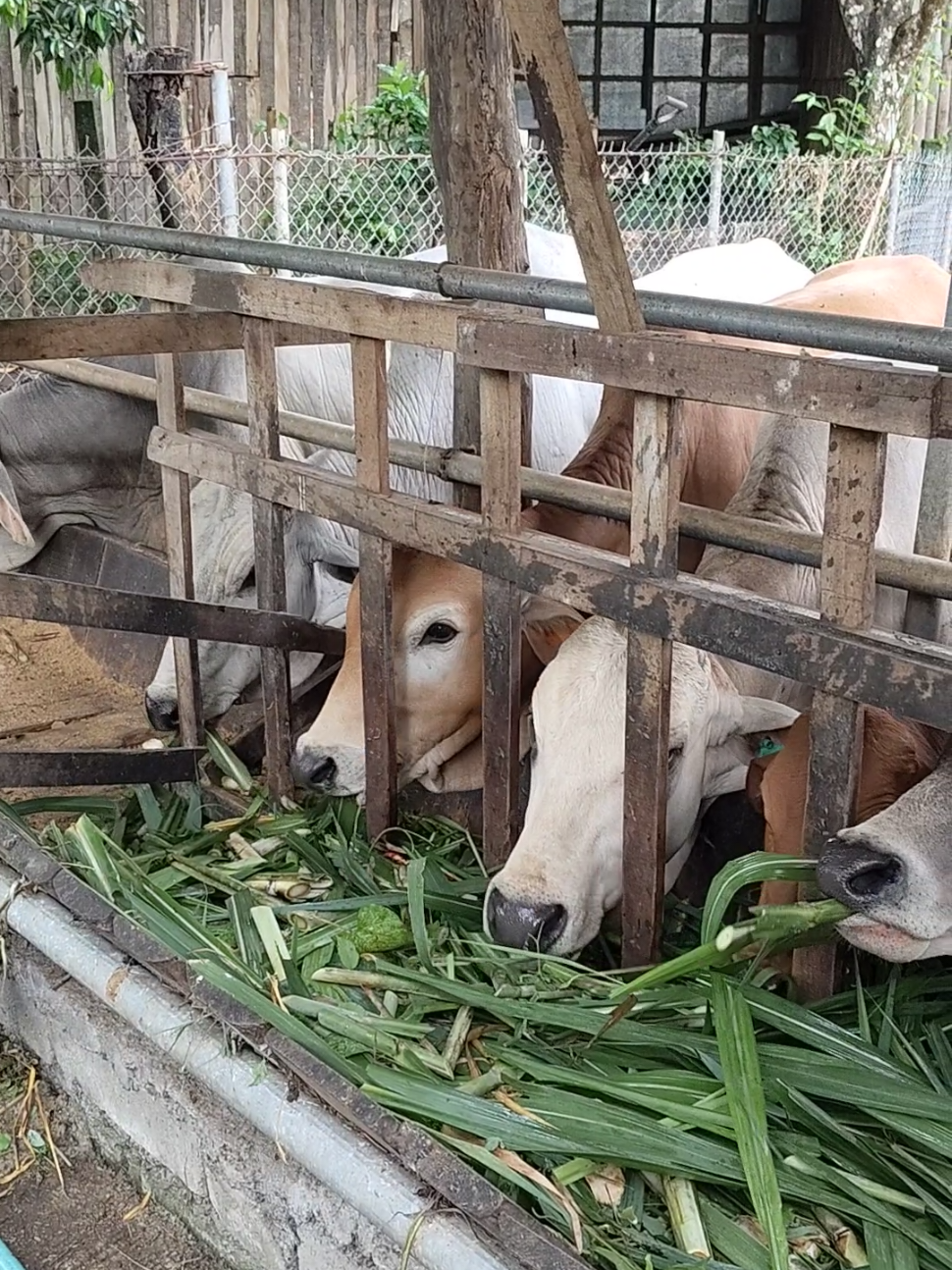 — Good business starts with good cattle 🐄✨ At G & D Cattle Farm, healthy and well-fed cows mean a stronger, more profitable future. Ready to start your own cattle farming journey? 🌱💼  #CattleFarming #cattle  #farminglife #GandDCattleFarm #philippines 