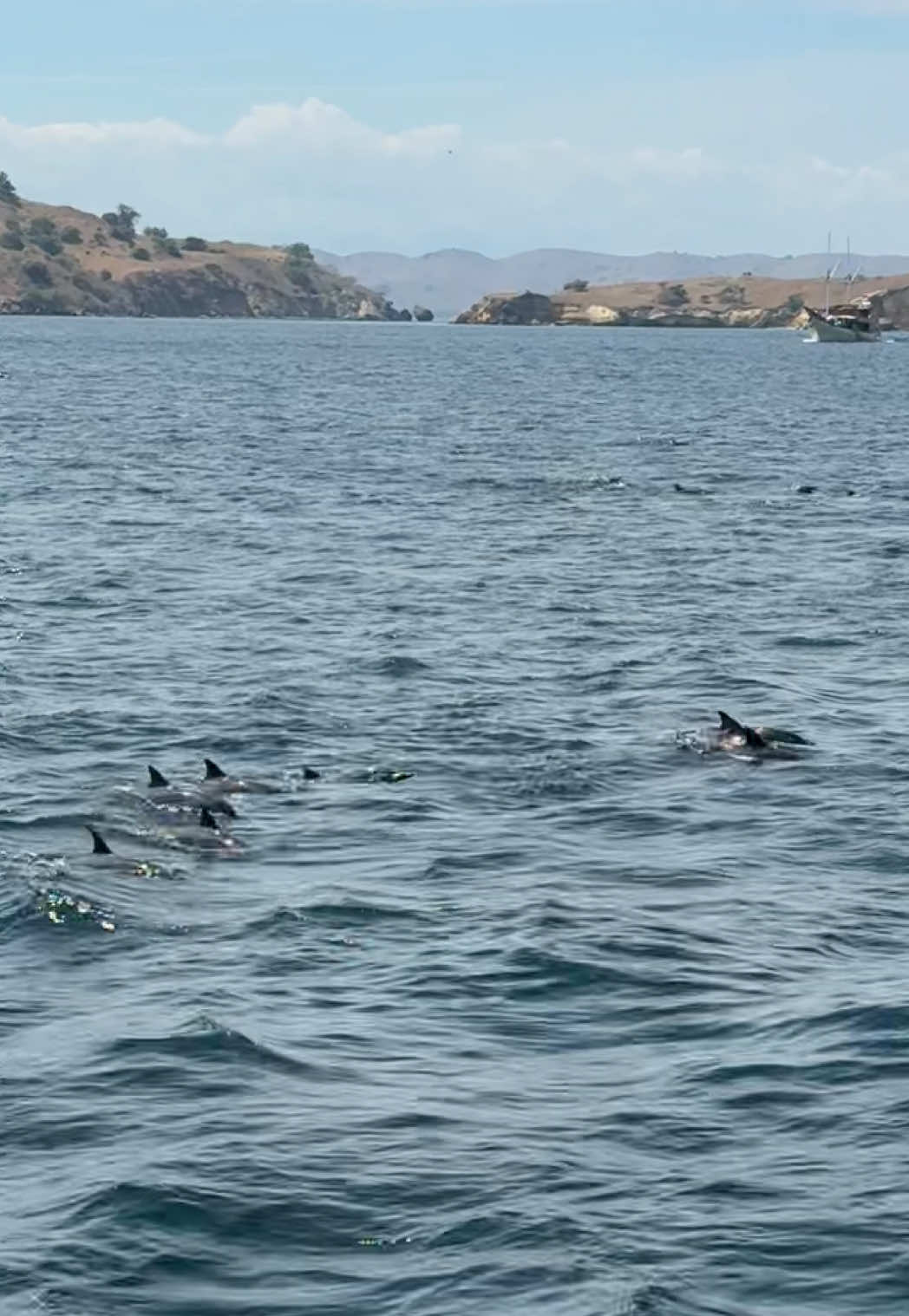 Seberuntung itu ketemu lumba2 sebanyak ini pas sailing di Labuan Bajo (Komodo) kemaren Ga ketemu manta tapi at least ketemu lumba-lumba 🐬