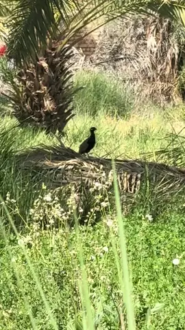 #پۆڕ #دراج #blackfrancolin #turaç #francolin 