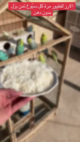 الارز التمن مهم للطيور#طيور_الحب #طيوري #طيور_الزينة #زيبرا #كسبلور_explor #حيوانات_اليفه #مشاھدات #لايكات #ببغاء_يتكلم #طيوري🕊❤ #قران_كريم #الشعب_الصيني_ماله_حل😂😂 #طيور_الجنة #fyp #فنجس #العراق 