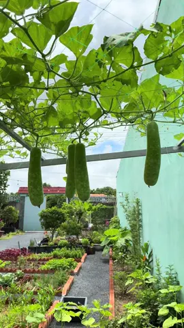 Thành quả sau bao nhiêu ngày cố gắng của em ạ #xuhuong #giadinhvanvan #thuhoach #binhyen #thugian 